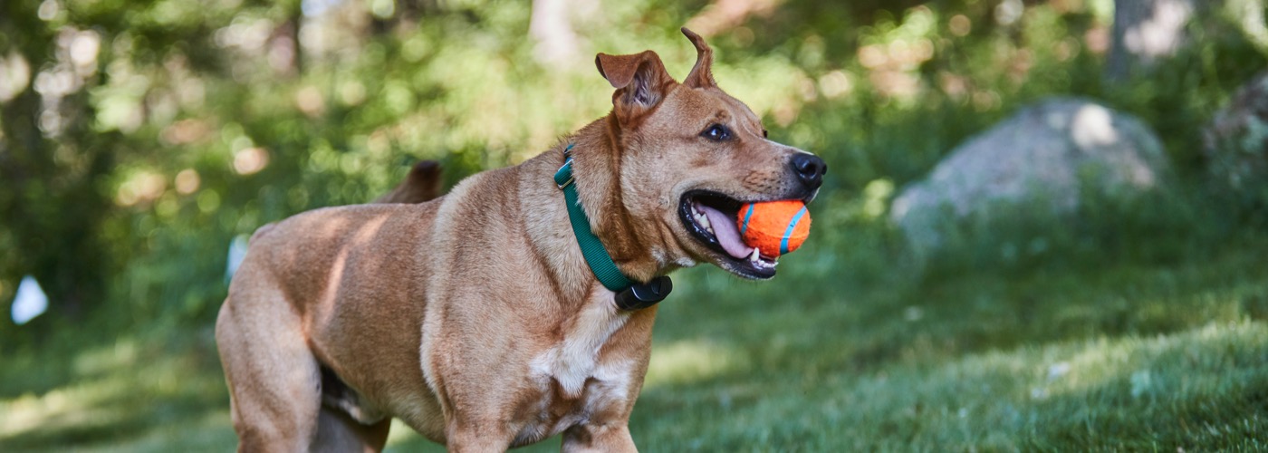 DogWatch by DogPro Kennel, De Soto, IA | ProFenceX Slider Image